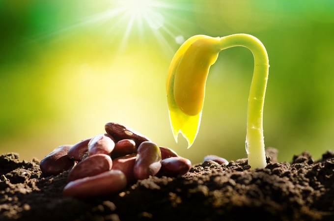 प्रकाश – Effect Of Light On Seed Germination In Hindi